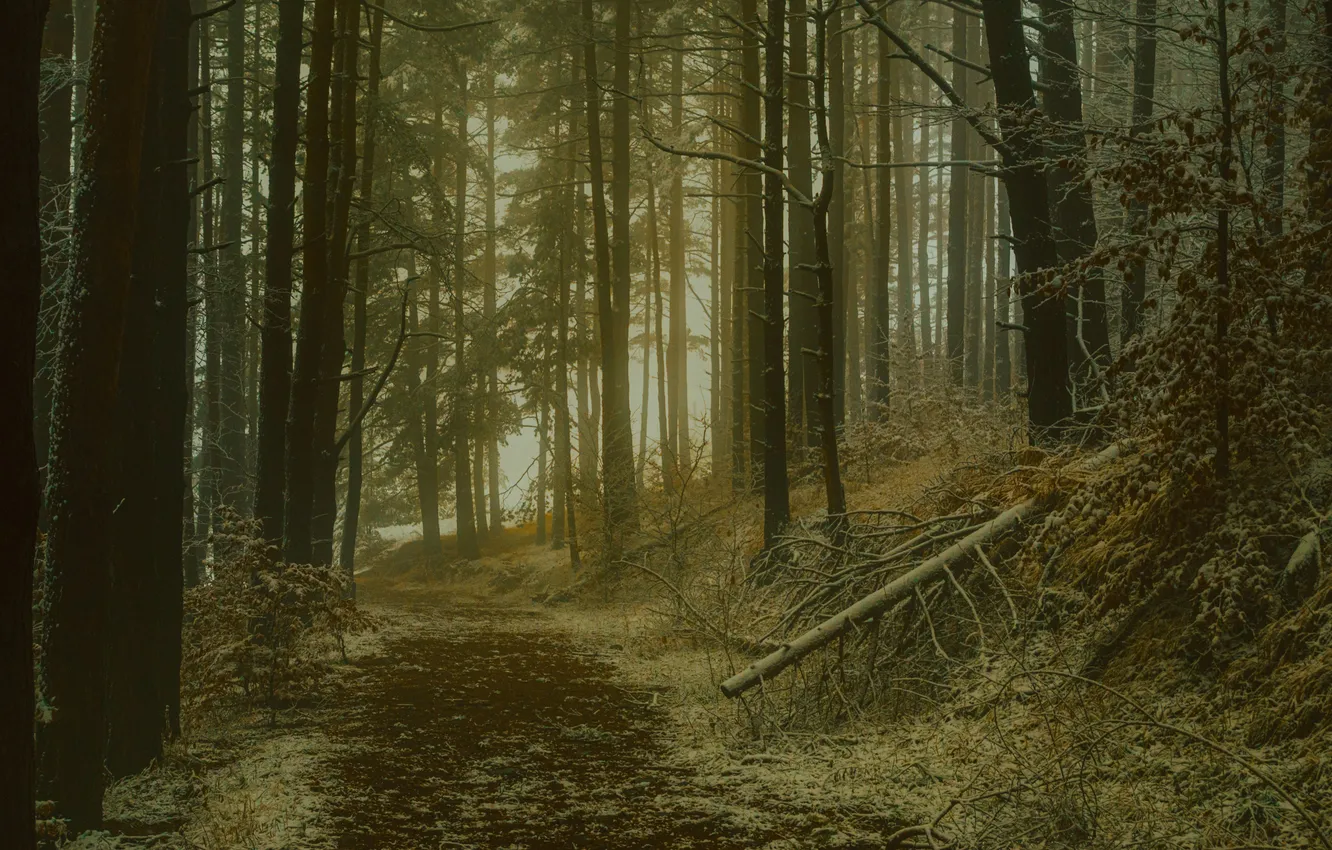 Photo wallpaper forest, trees, nature, path