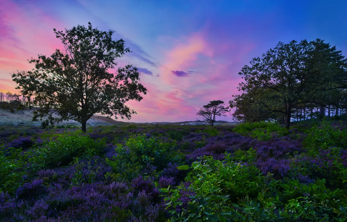 Photo wallpaper trees, landscape, nature, dawn, hills, grass, Netherlands