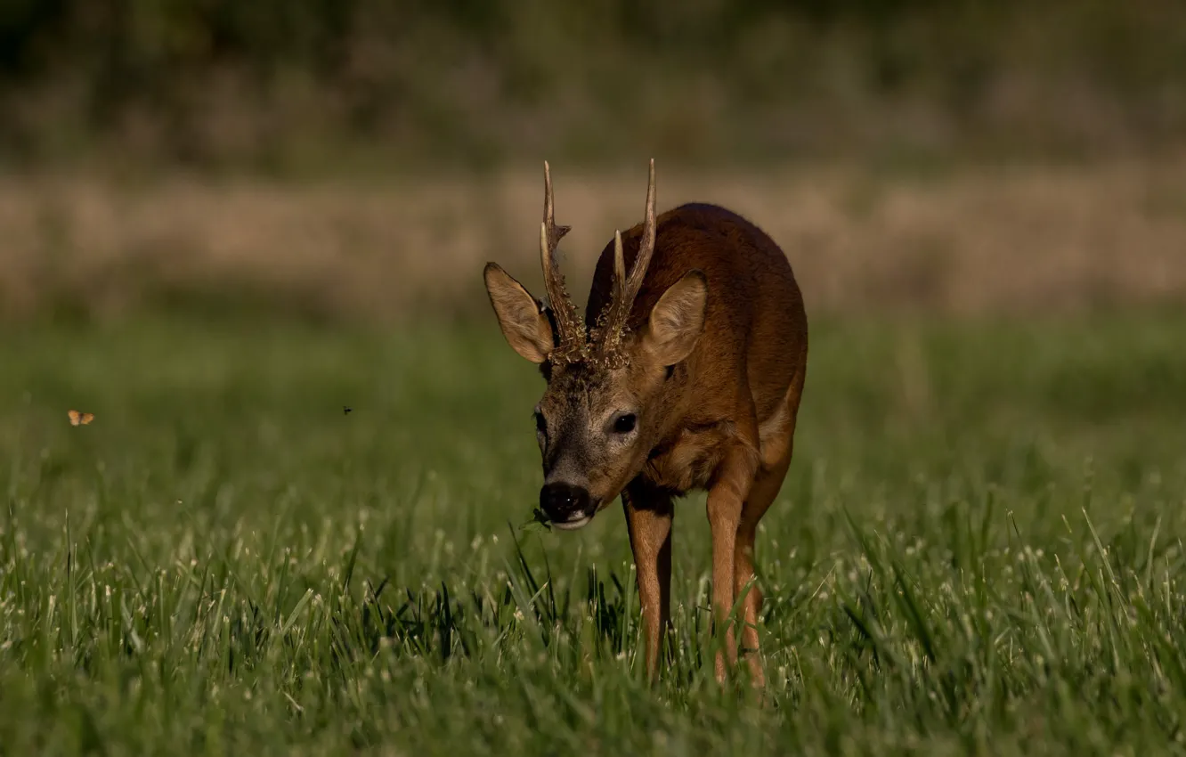 Photo wallpaper deer, meadow, horns