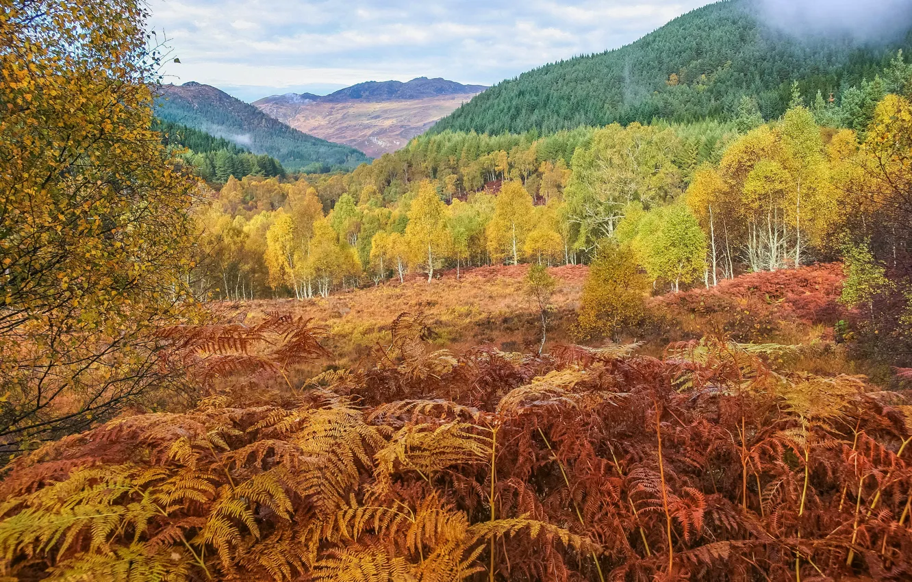 Photo wallpaper autumn, forest, mountains, thickets, fern