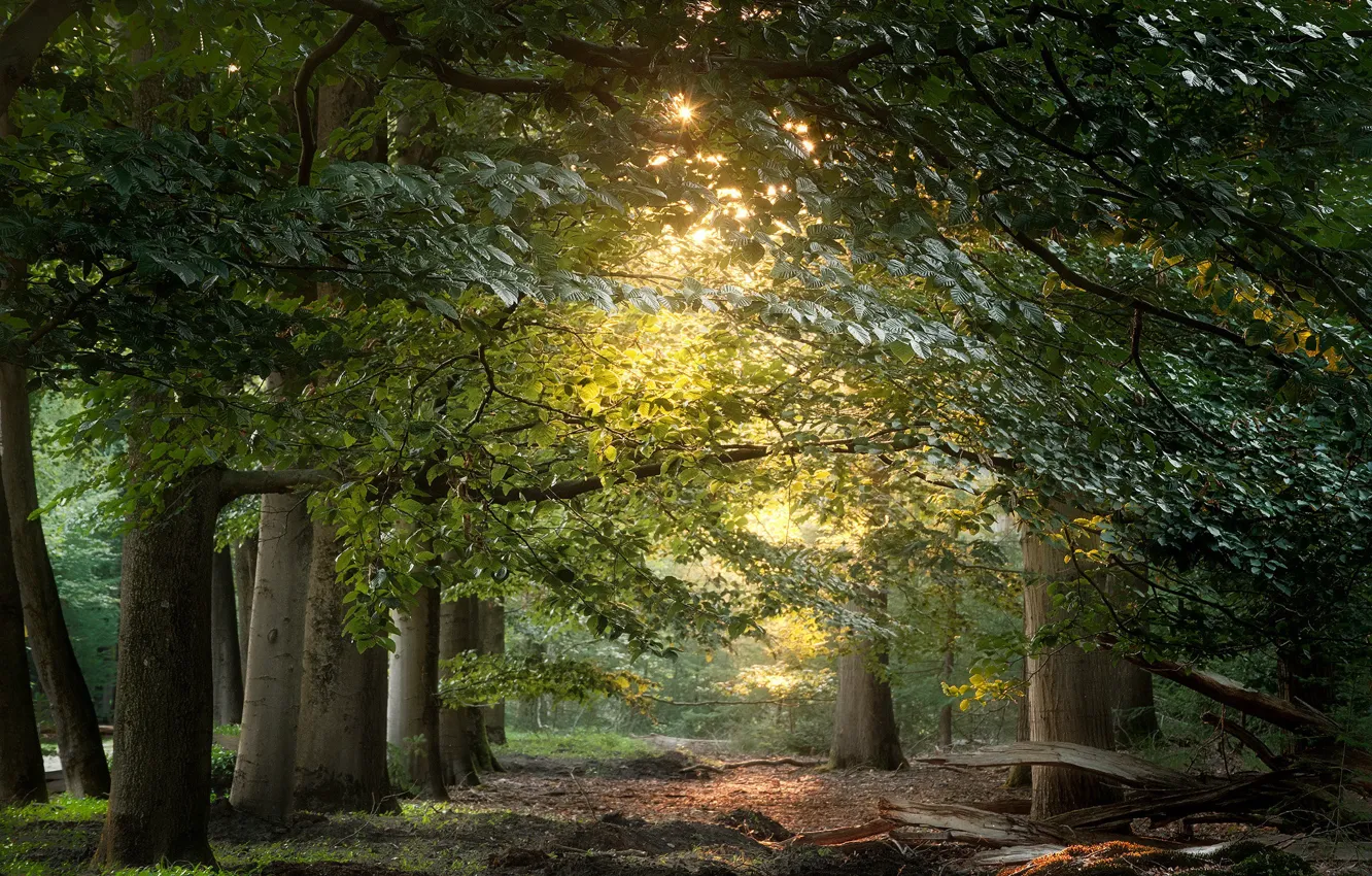 Photo wallpaper greens, forest, leaves, the sun, light, trees, branches, Park