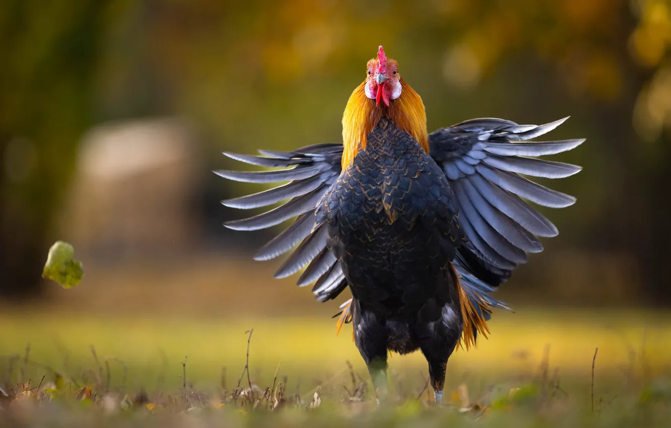 Photo wallpaper pose, bird, wings, cock