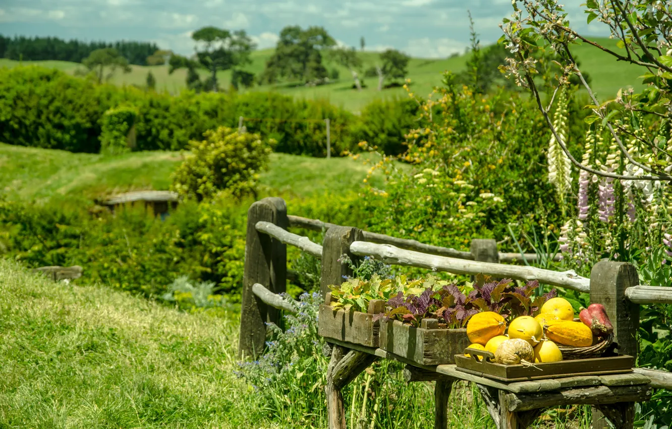 Photo wallpaper summer, nature, plant, pumpkin, summer, nature