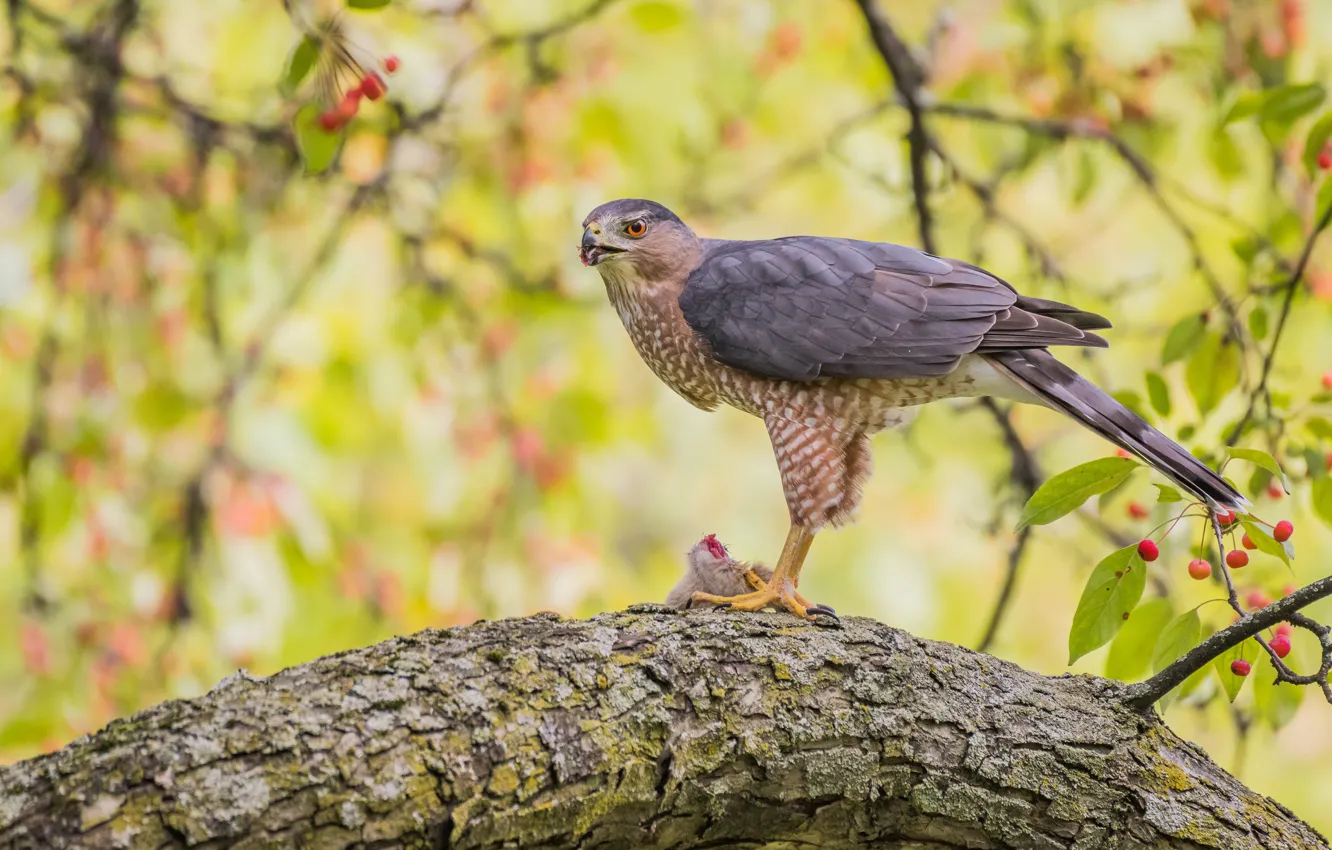 Photo wallpaper autumn, branches, berries, bird, hawk, bokeh