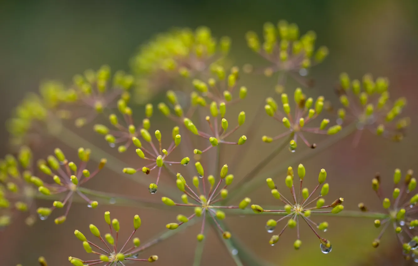Photo wallpaper macro, plant, dill, inflorescence