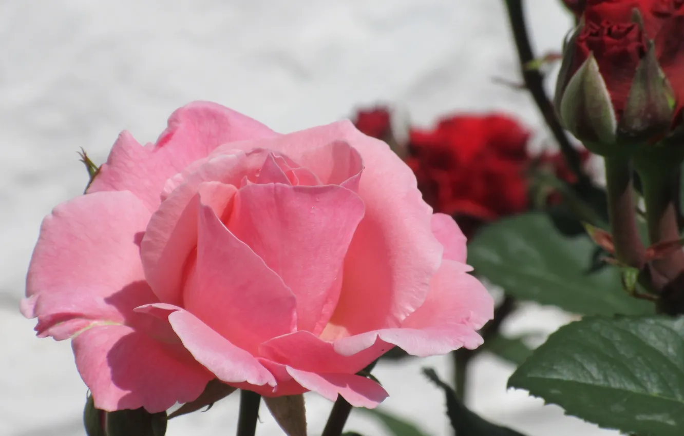 Photo wallpaper Rose, Flower, Tenderness, Pink rose, Meduzanol ©