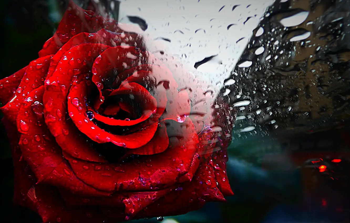 Photo wallpaper glass, drops, roses