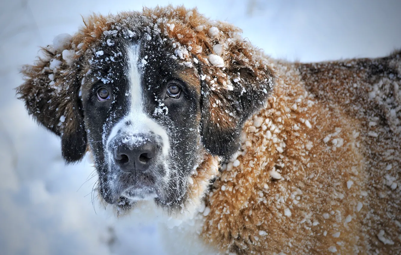 Photo wallpaper winter, snow, St. Bernard