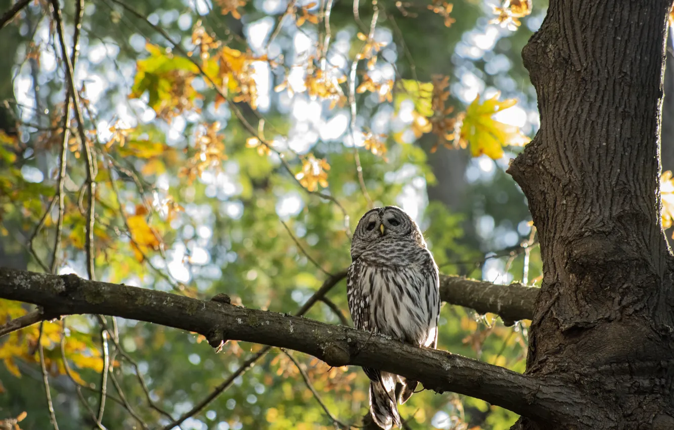 Photo wallpaper autumn, trees, branches, owl, bird, foliage