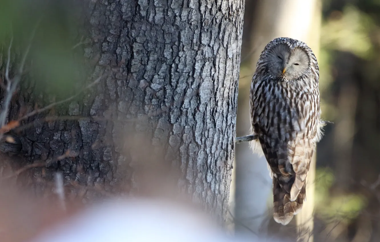 Photo wallpaper owl, bird, trunk