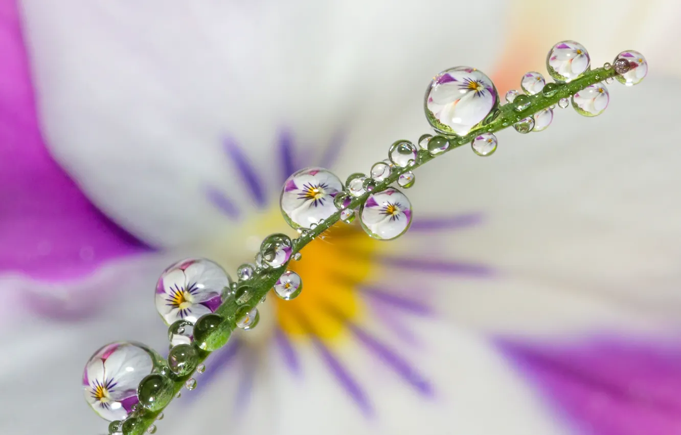 Photo wallpaper drops, reflection, stem, viola