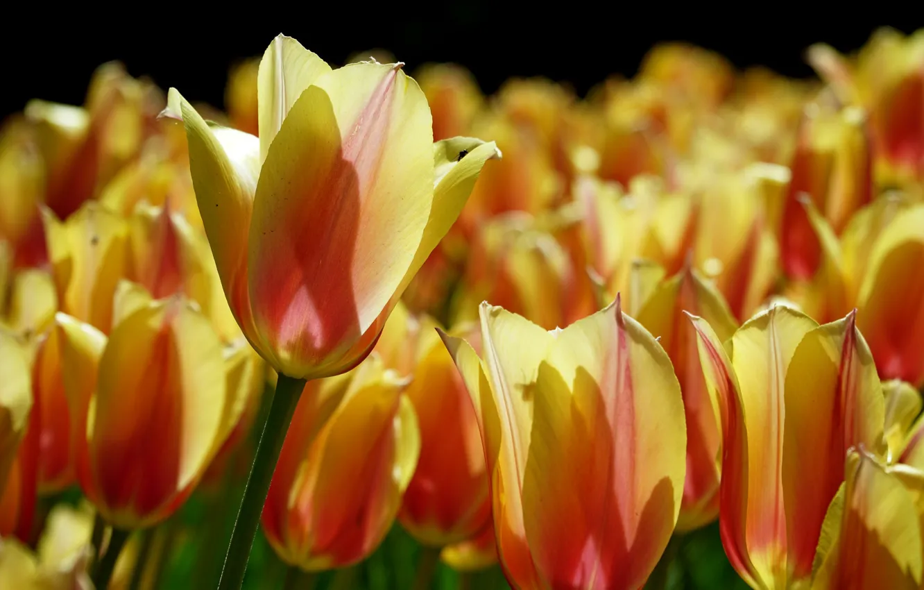 Photo wallpaper macro, light, petals, tulips, buds