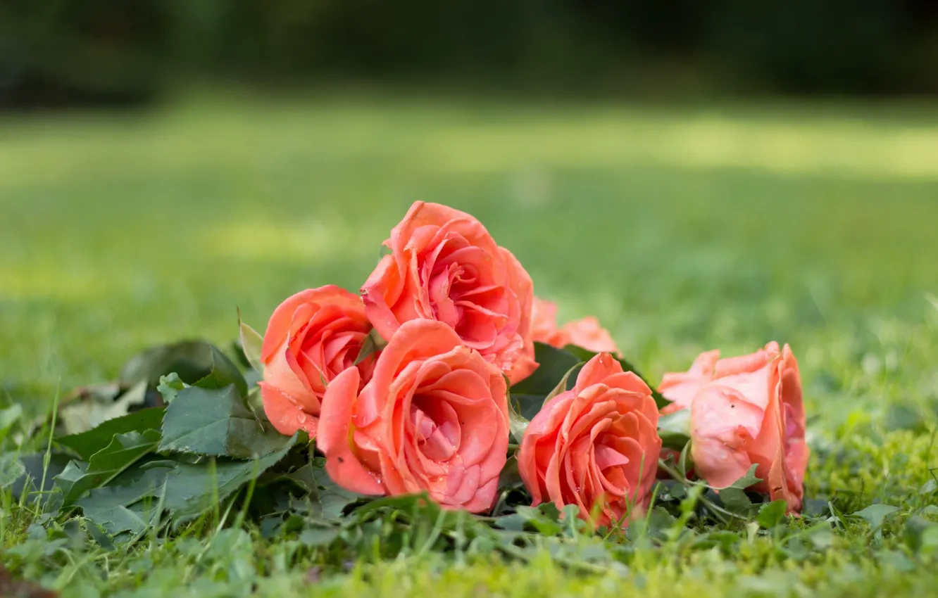 Photo wallpaper flowers, nature, weed, buds, pink roses