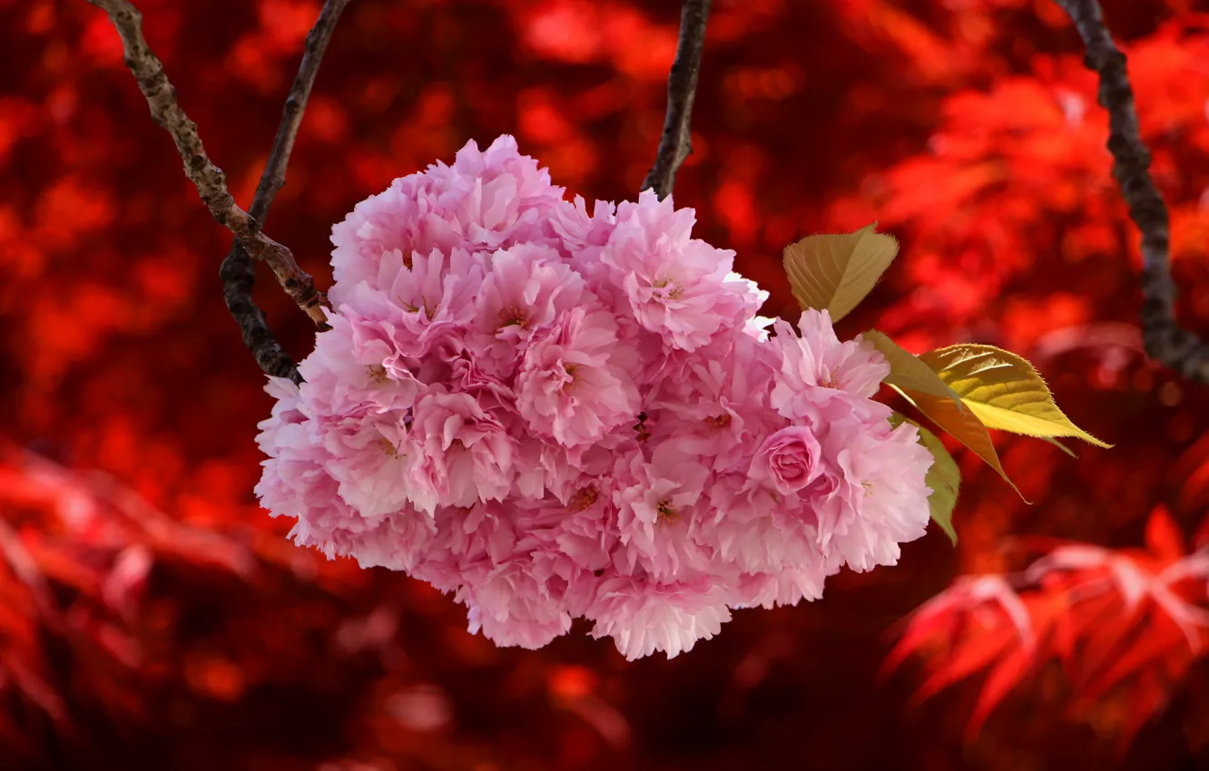 Photo wallpaper flowers, branches, beauty, spring, Sakura, flowering, red background