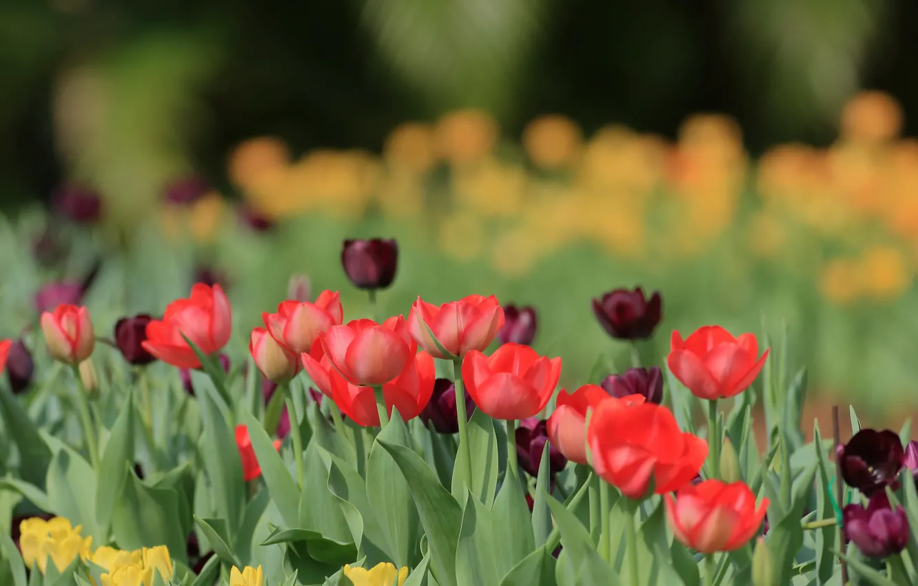 Photo wallpaper flowers, tulips, red