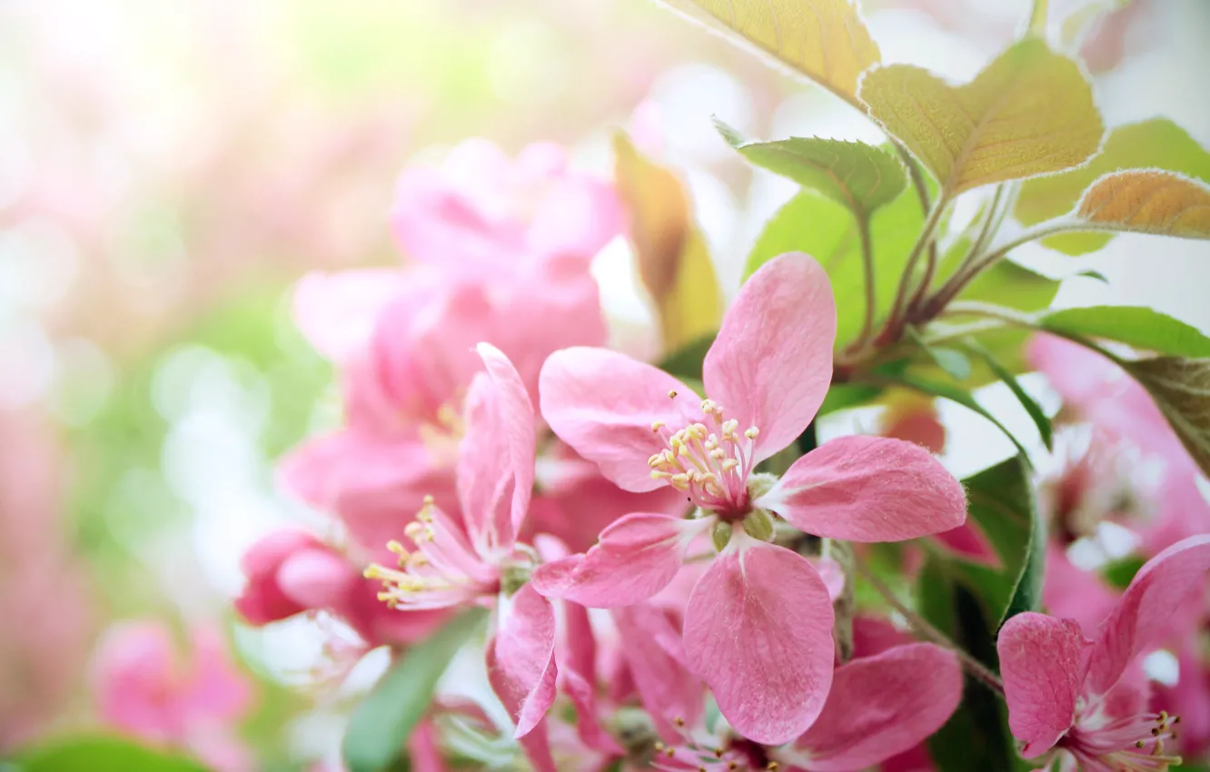Photo wallpaper tree, Flowers, spring, flowering
