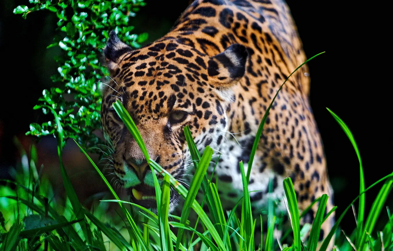 Photo wallpaper grass, look, face, predator, Jaguar
