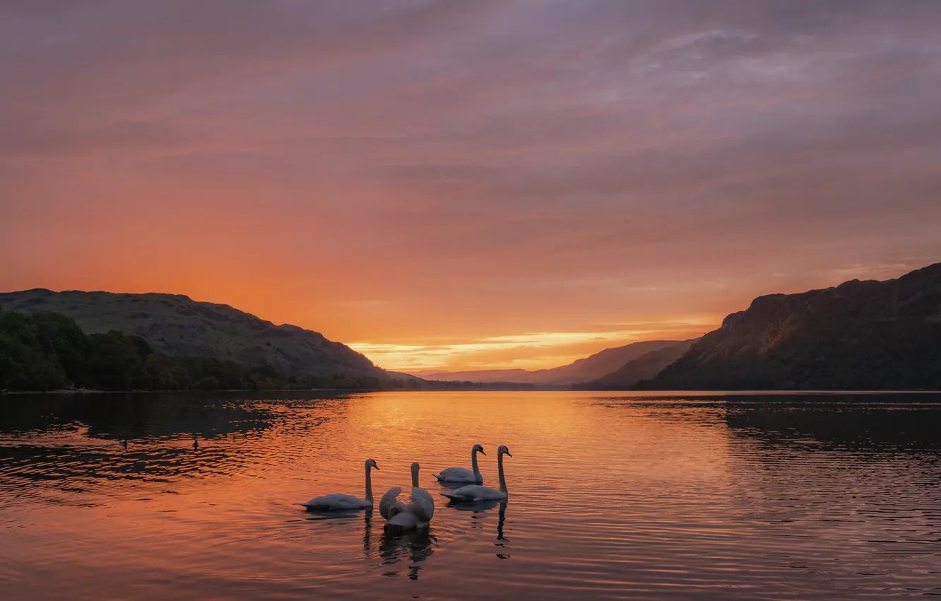 Photo wallpaper sunset, lake, swans