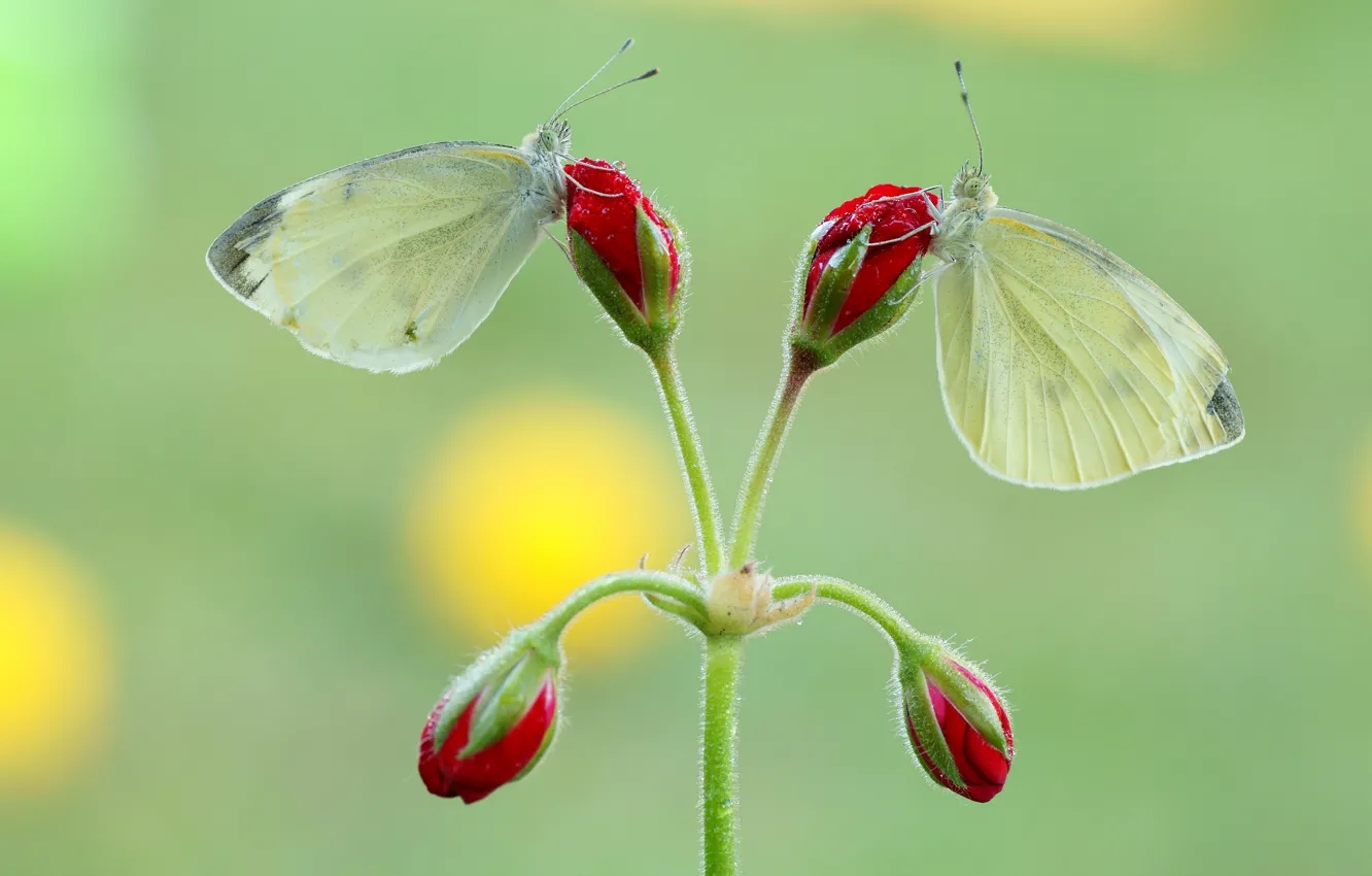 Photo wallpaper macro, flowers, red, green, background, butterfly, two, stem