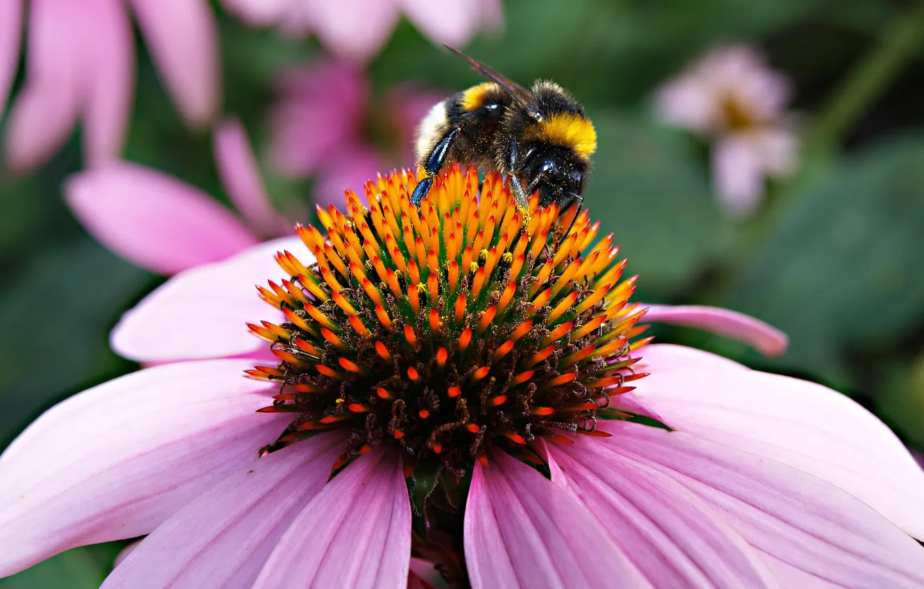 Photo wallpaper summer, macro, flowers, nature, pollen, bumblebee