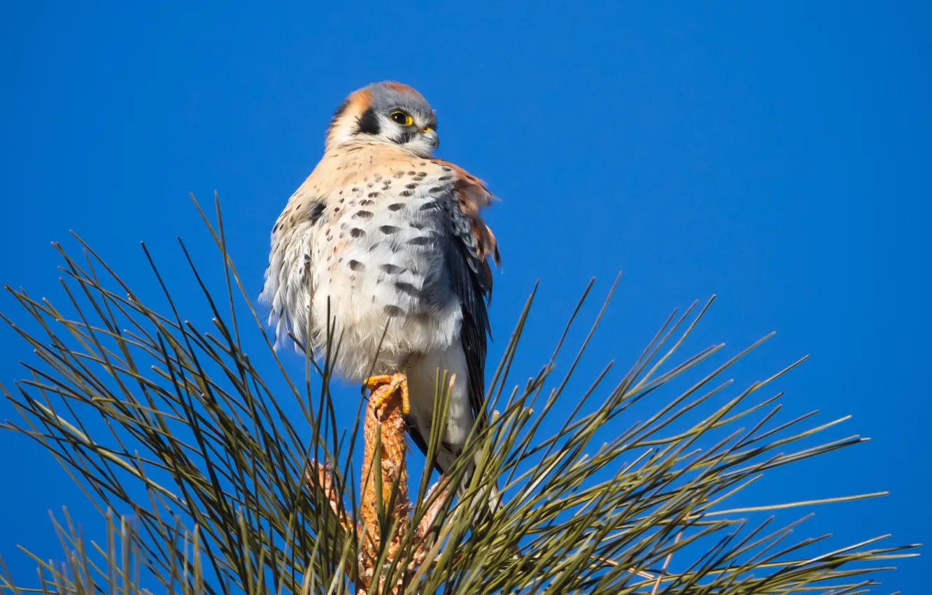 Photo wallpaper trees, bird, Falcon, needles, sitting, the top