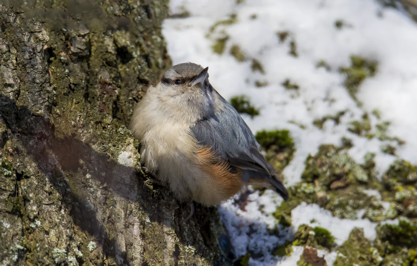 Photo wallpaper winter, look, trees, bird, sitting, nuthatch