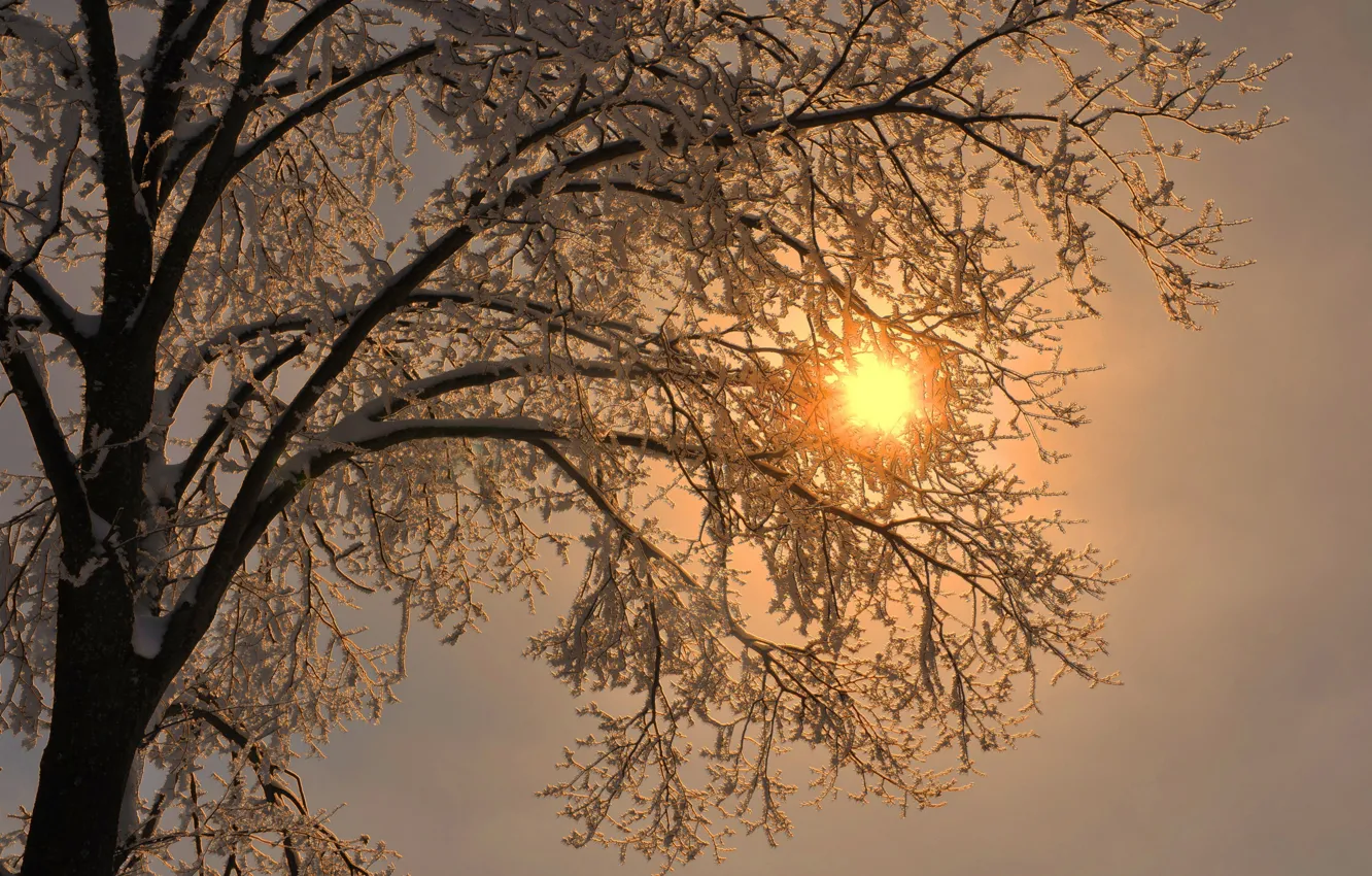 Photo wallpaper frost, the sun, rays, snow, branches, tree
