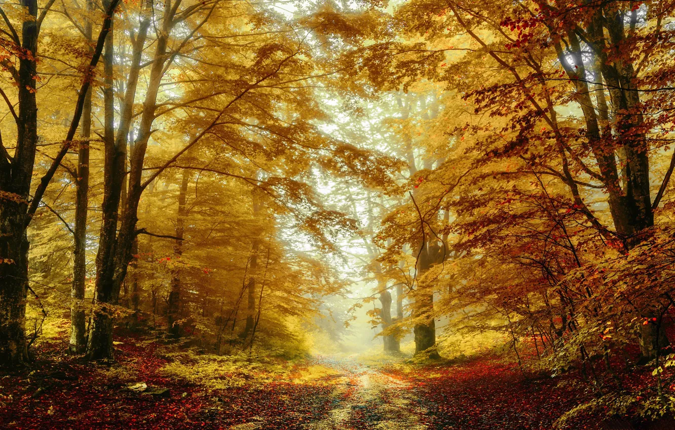 Photo wallpaper road, autumn, trees