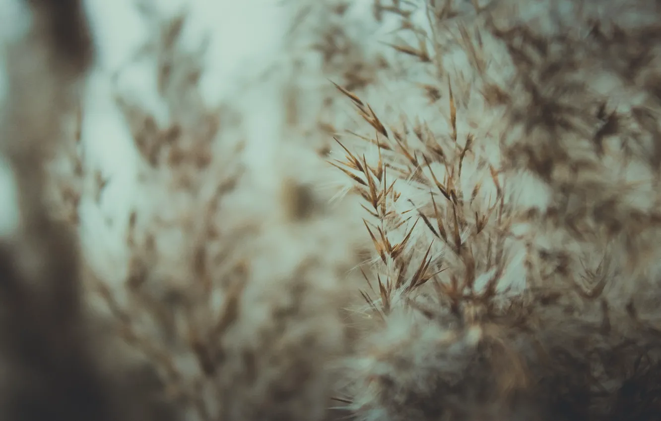 Photo wallpaper winter, macro, reed, weather
