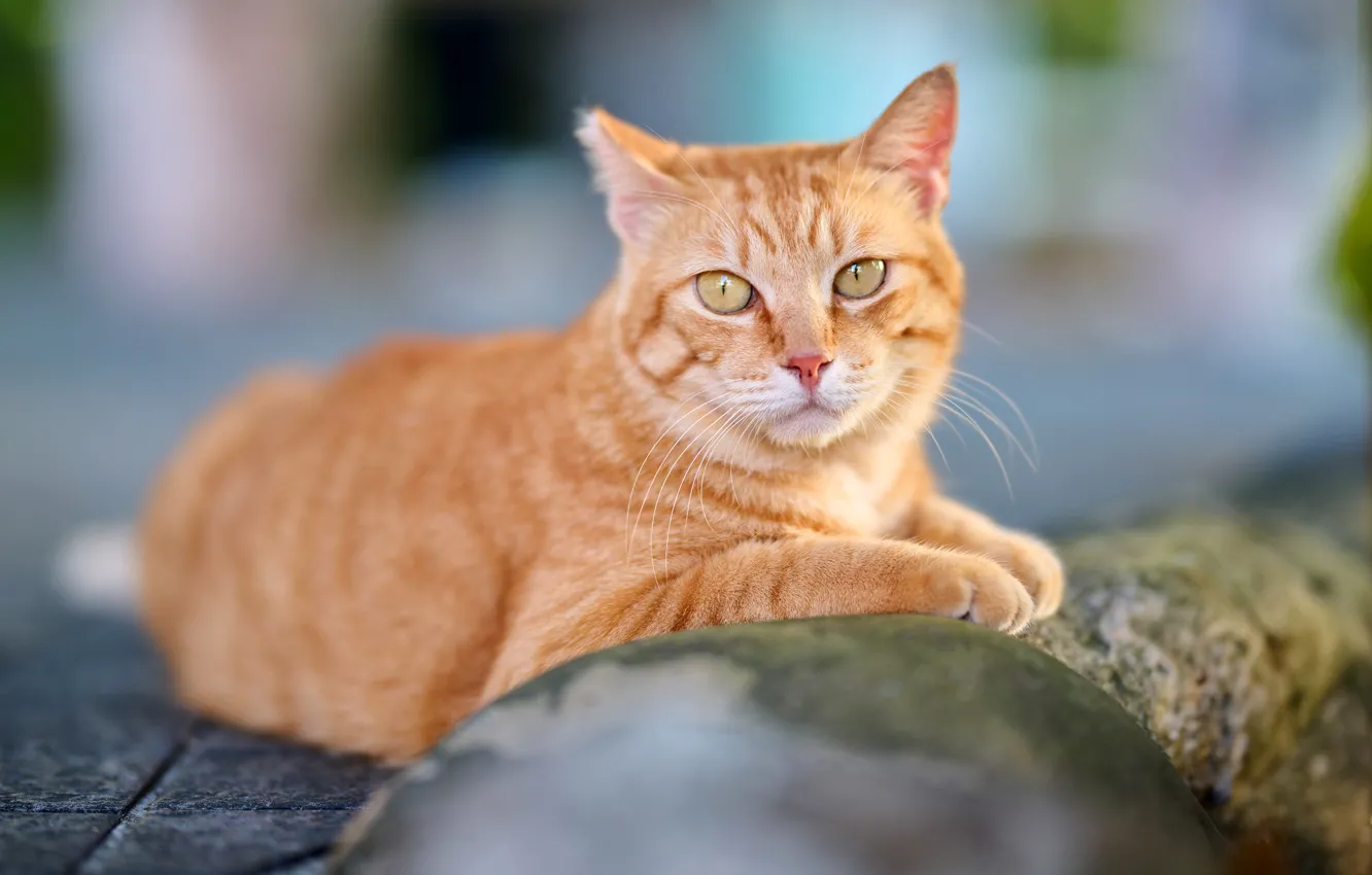 Photo wallpaper cat, cat, look, face, pose, stones, paws, lies
