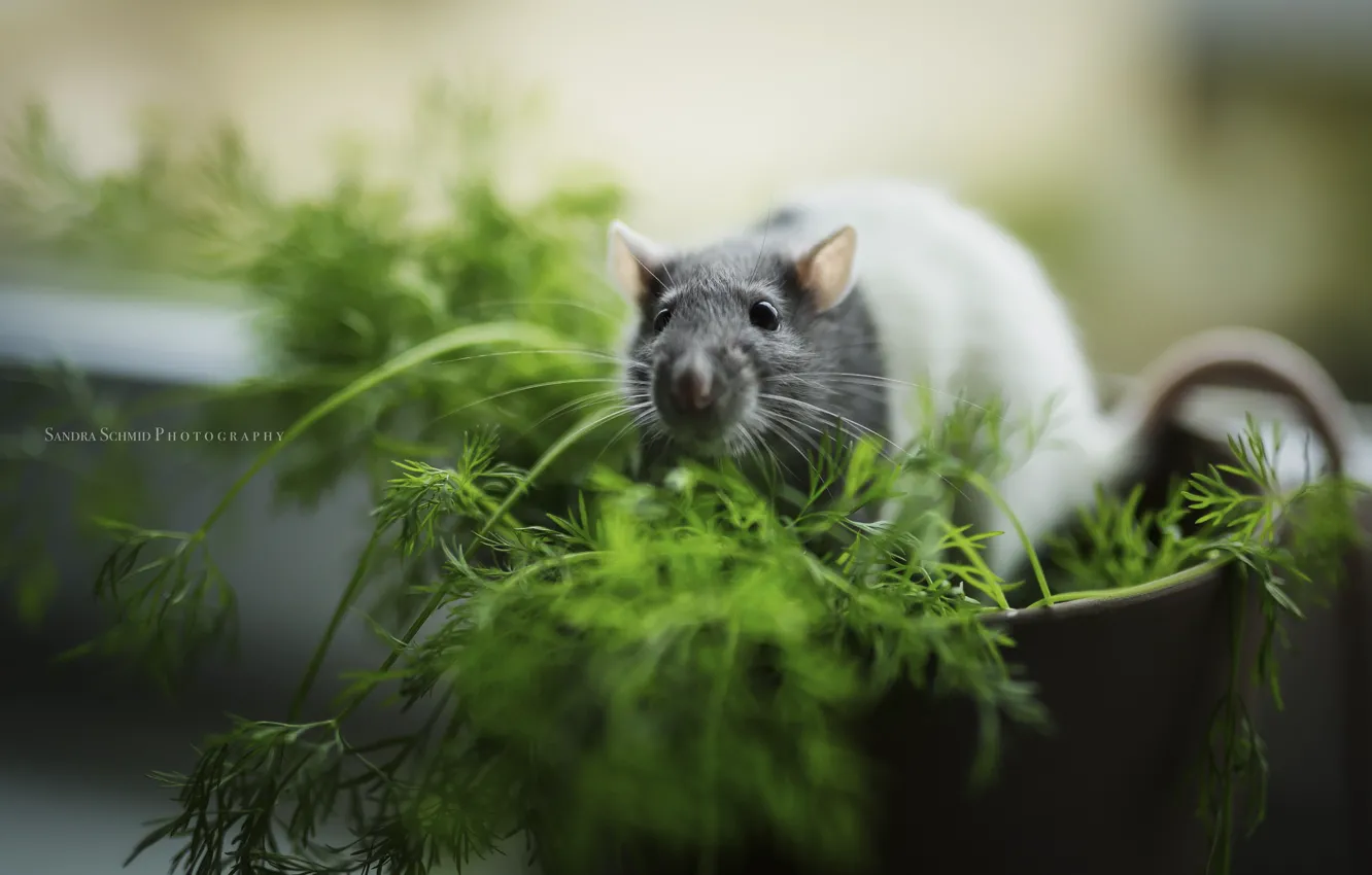 Photo wallpaper background, color, rat