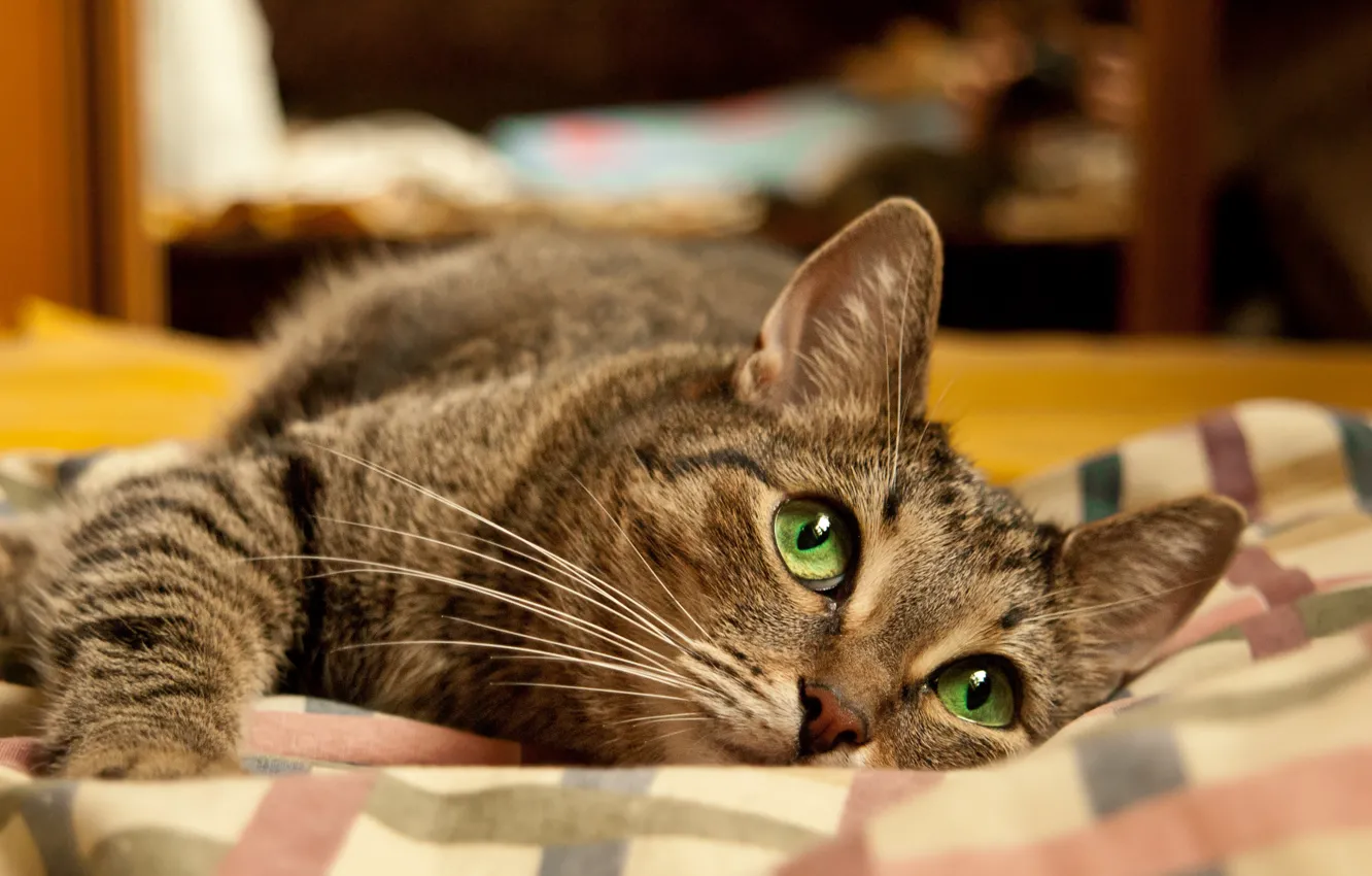 Photo wallpaper cat, Wallpaper, bed, Lies