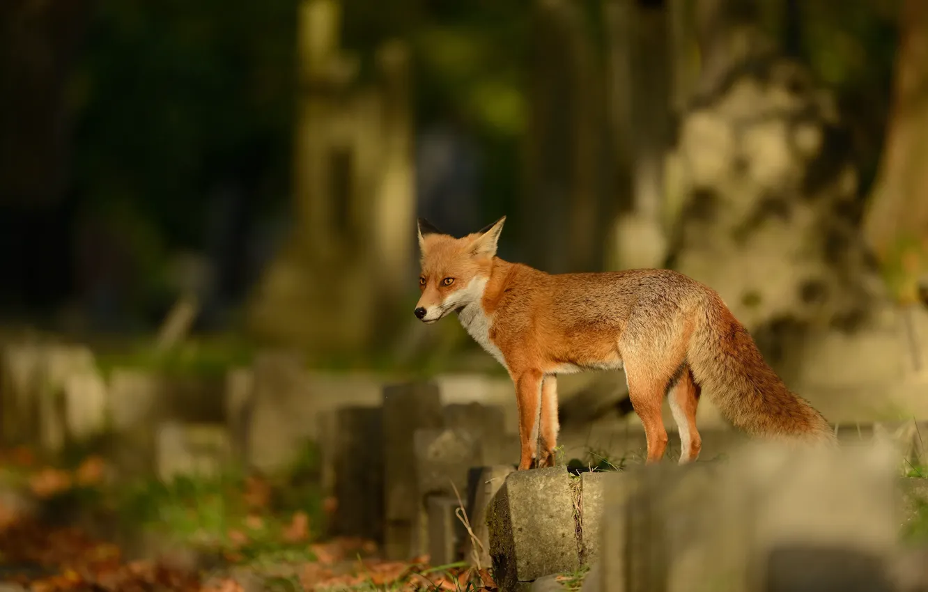 Photo wallpaper look, light, nature, pose, Fox, red, face, stone slabs