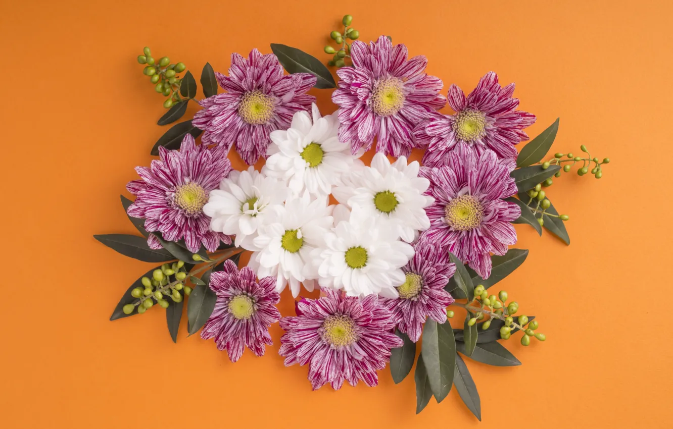 Photo wallpaper leaves, flowers, chrysanthemum