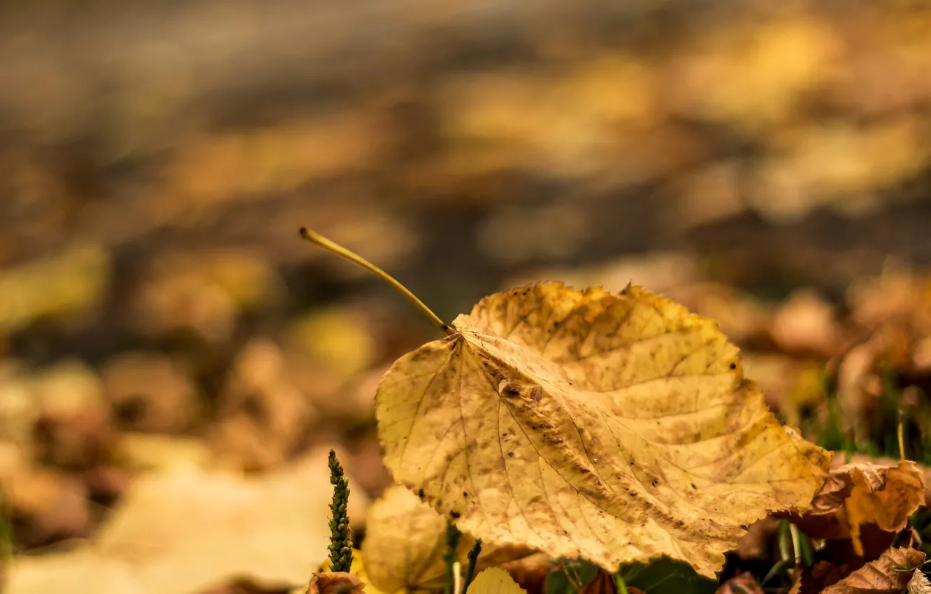 Photo wallpaper autumn, leaves, macro, background, widescreen, Wallpaper, blur, leaf