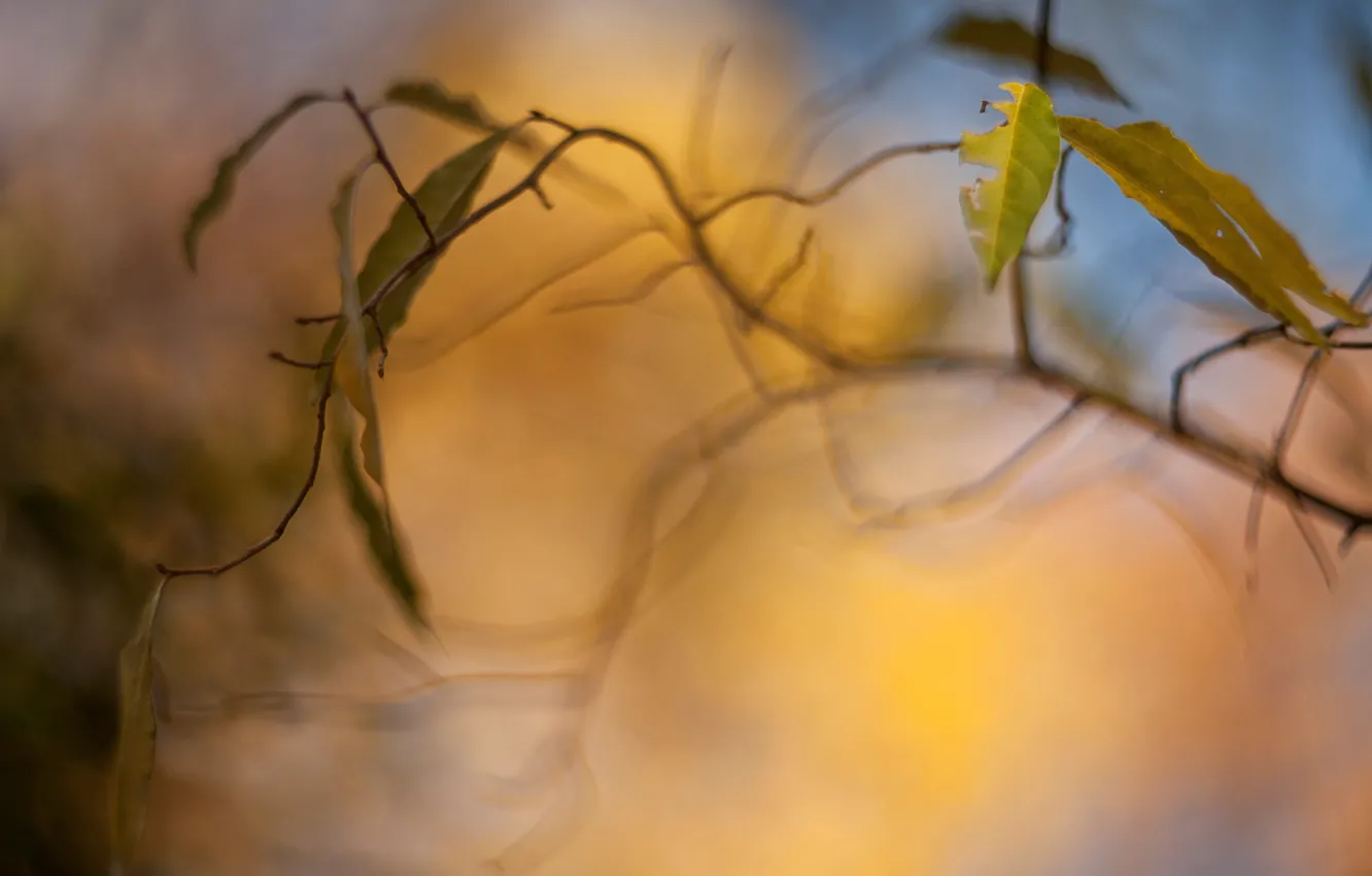 Photo wallpaper leaves, macro, trees, yellow, background, tree, Wallpaper, blur