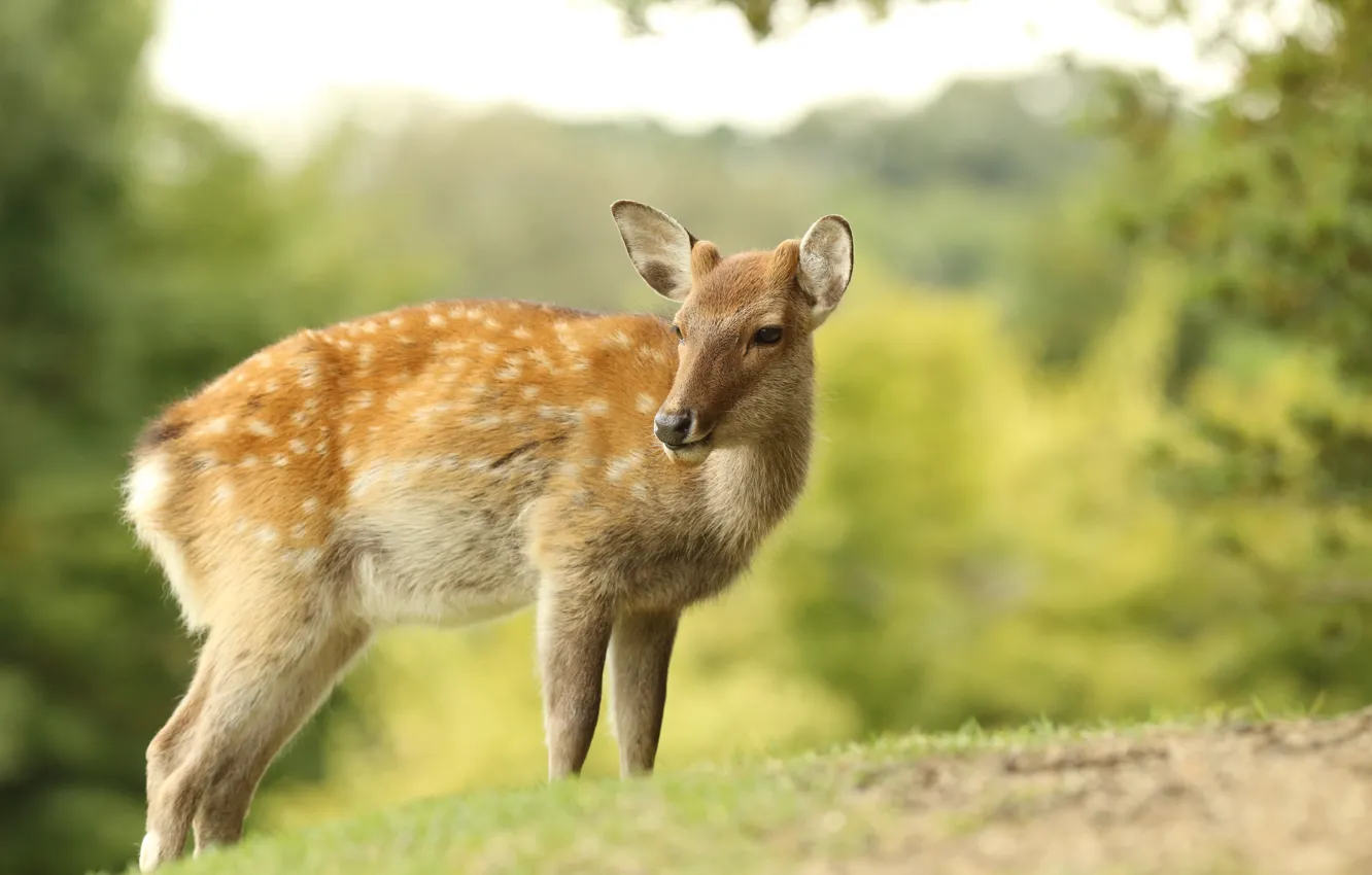 Photo wallpaper look, nature, deer, bokeh, female
