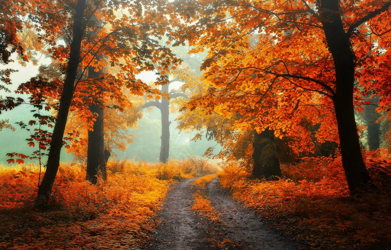 Photo wallpaper road, autumn, forest, grass, leaves, light, trees, landscape
