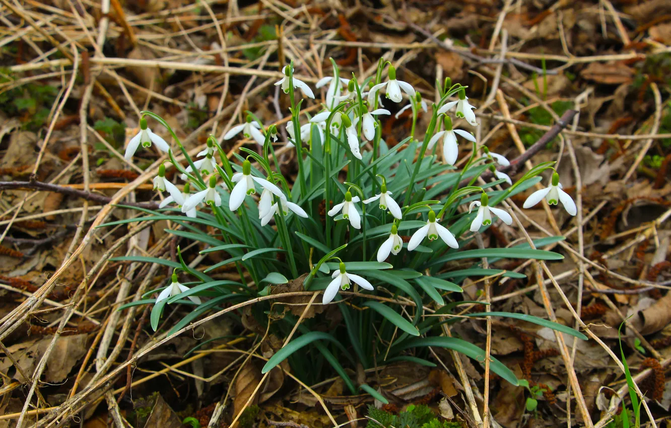 Photo wallpaper white, snowdrops, blooming, speing