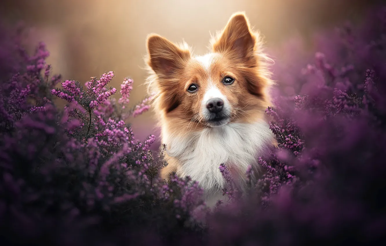 Photo wallpaper look, dog, face, Heather