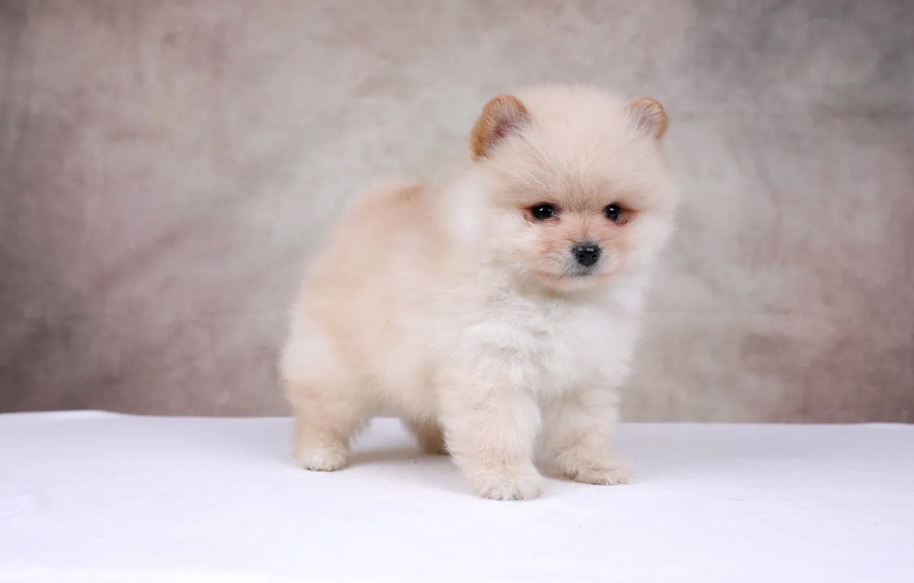 Photo wallpaper dog, puppy, Spitz