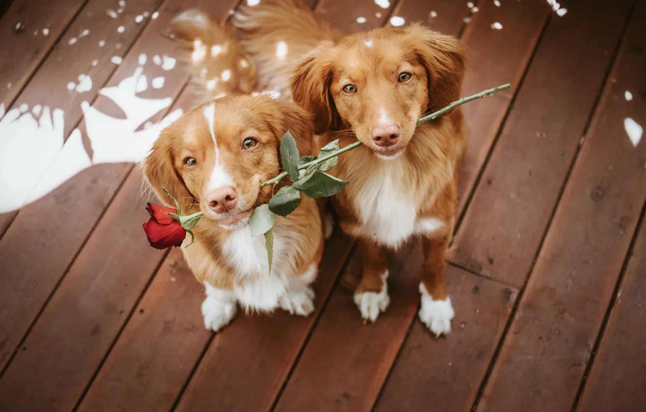 Photo wallpaper look, flowers, nature, pose, Board, roses, dog, face