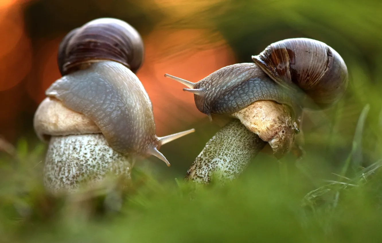 Photo wallpaper grass, mushrooms, snail, shell, horn, focus