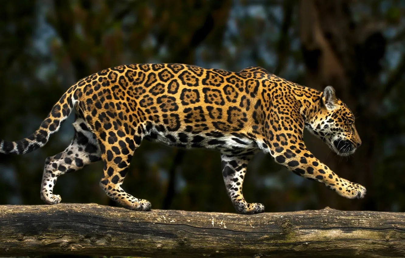 Photo wallpaper predator, Jaguar, log, wild cat