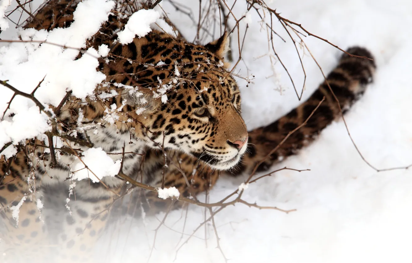 Photo wallpaper winter, cat, snow, Jaguar