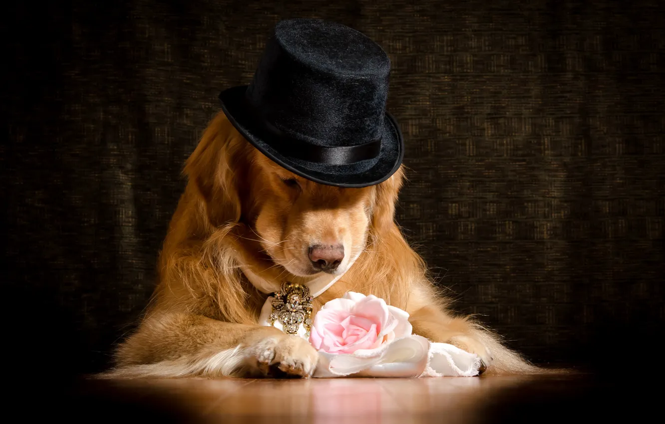 Photo wallpaper face, decoration, flowers, background, roses, hat, paws, tie