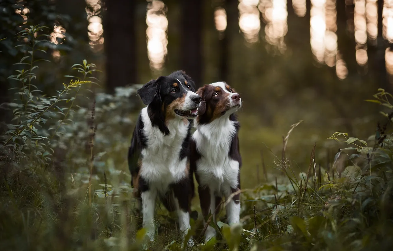 Photo wallpaper forest, dogs, Australian shepherd, Aussie