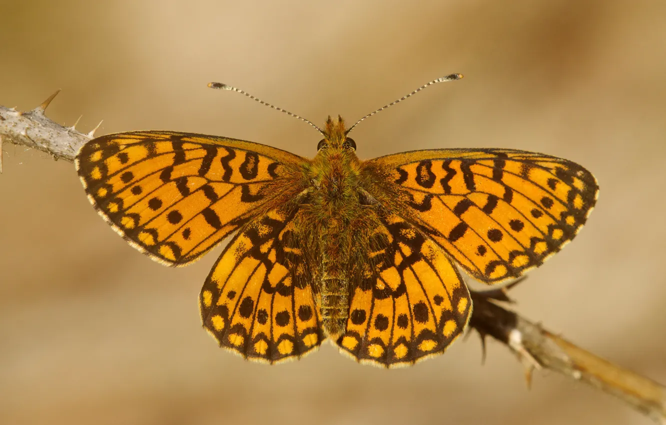 Photo wallpaper macro, branches, background, pattern, butterfly, wings, insect, red