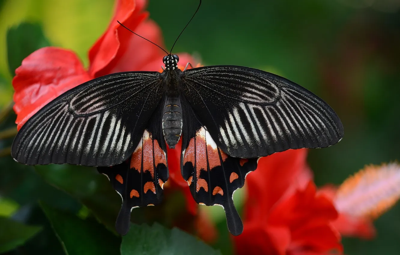 Photo wallpaper flowers, macro, butterfly, wings, beautiful, closeup