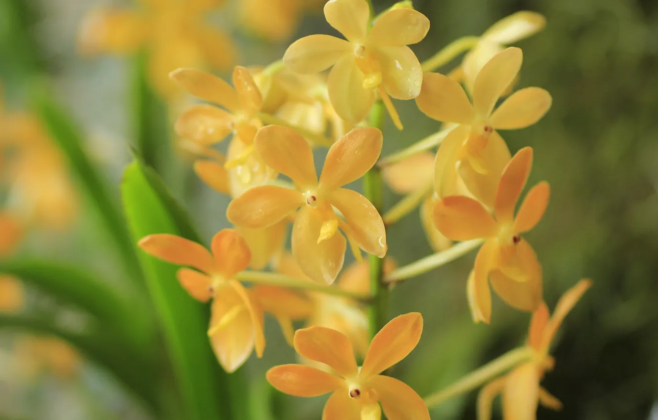 Photo wallpaper flowers, nature, plant, petals, inflorescence